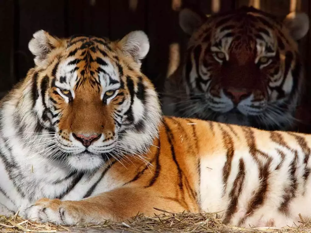 Tip na výlet - Oáza Sibírskeho tigra